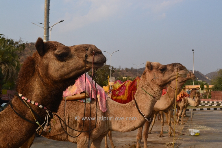 Camel Ride by Jal Mahal Palace