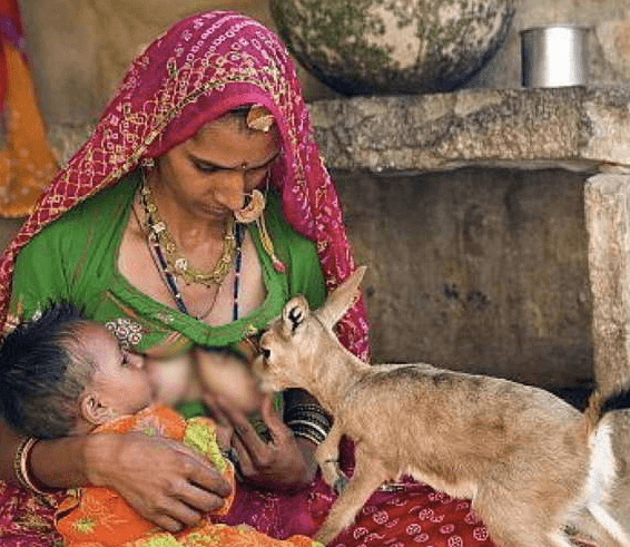 bishnoi woman feeding milk to deer