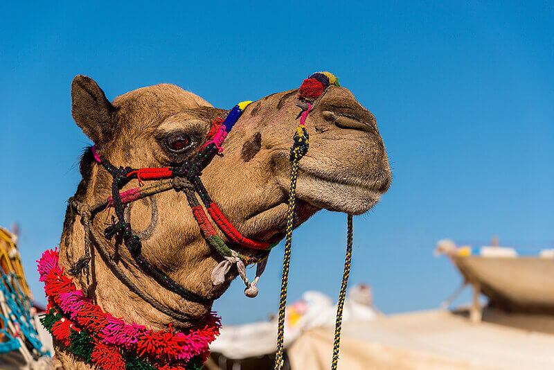 Pushkar Camel Fair 2018