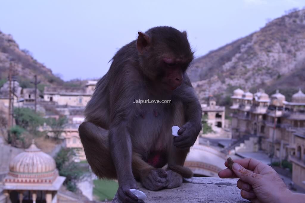 monkey-temple-jaipur-7