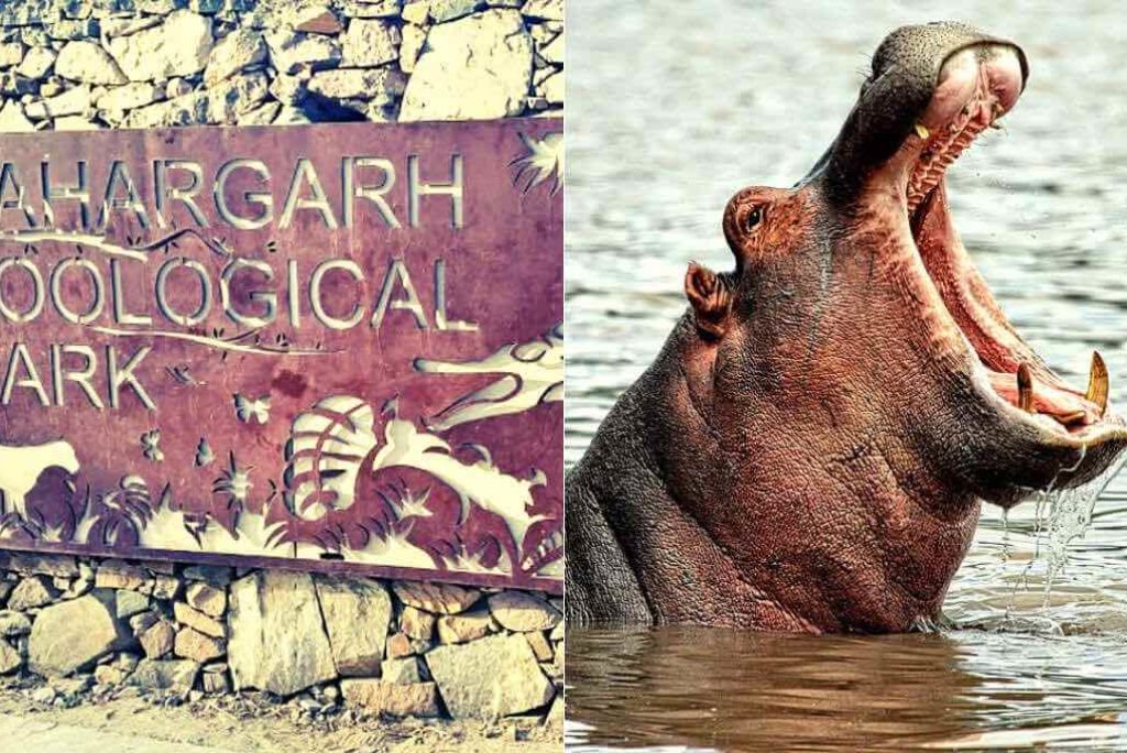 Exotic Park at Nahargarh will open for Tourists in July with a Hippo