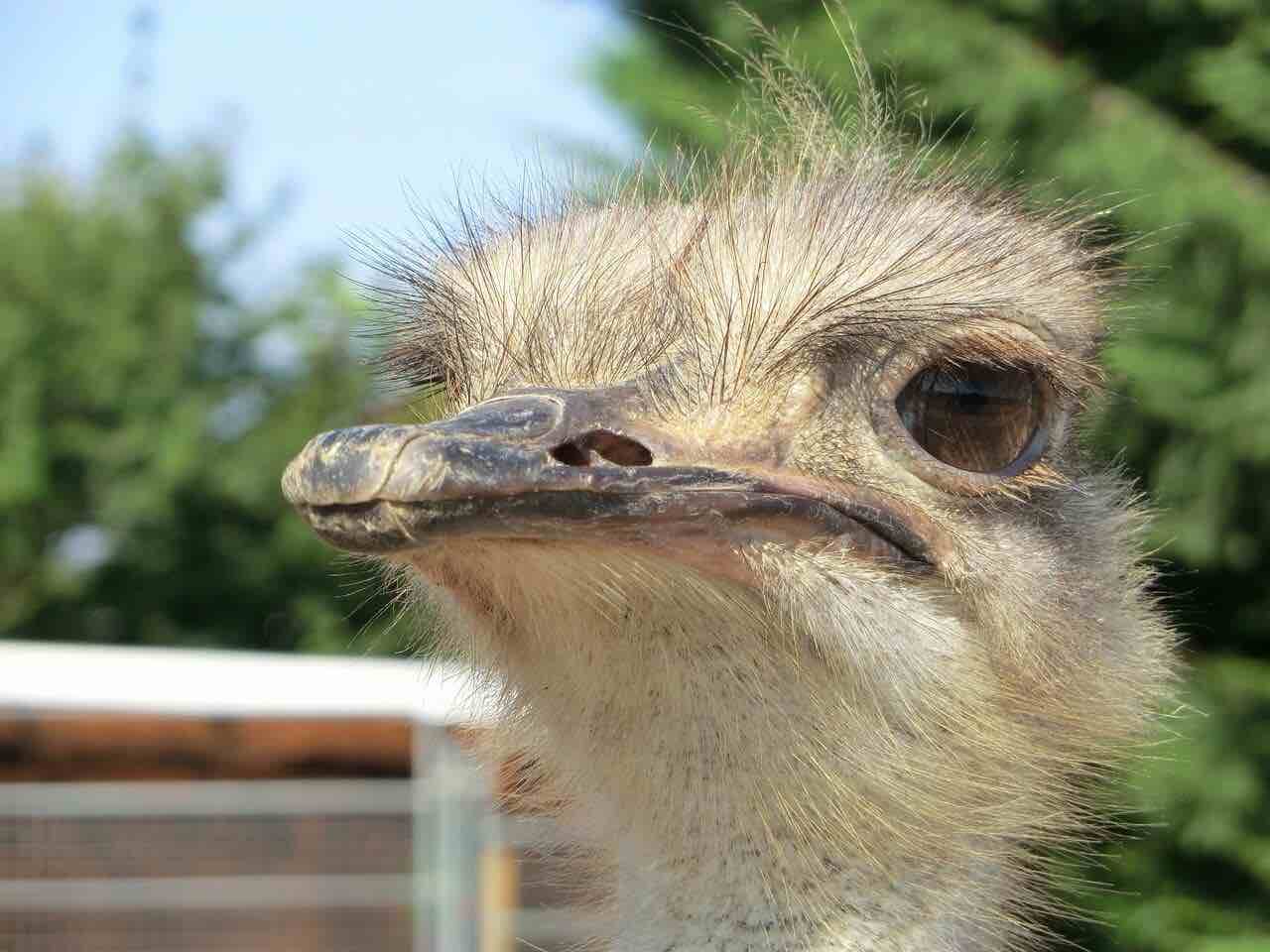 ostrich-jaipur-nahargarh-exotic-park
