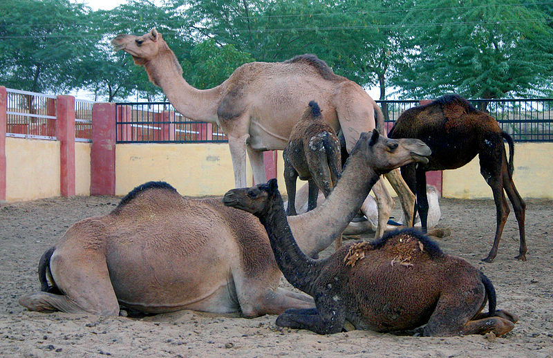 National Research Center on Camel