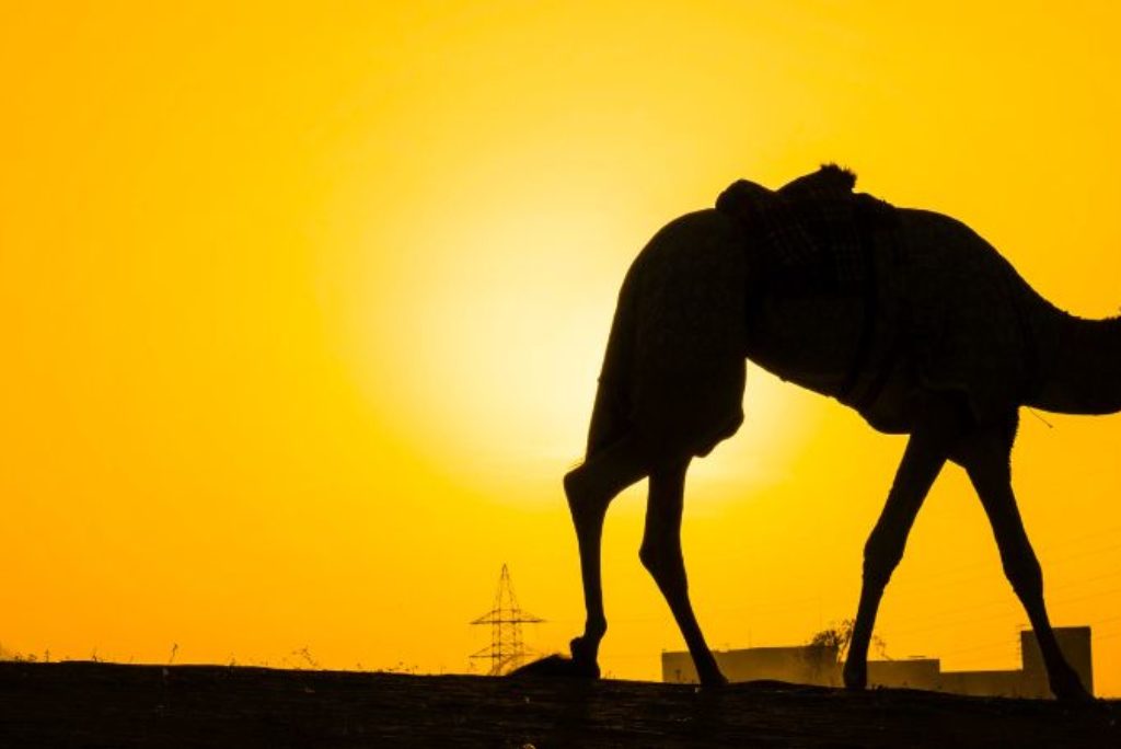 Desert Safari Jaisalmer : Top 5 Service Provider’s List